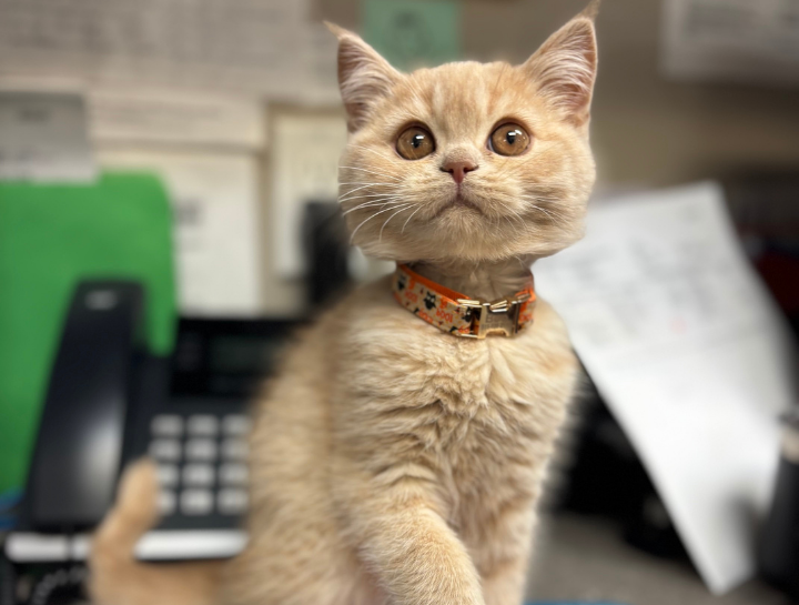 $city Vet Exams